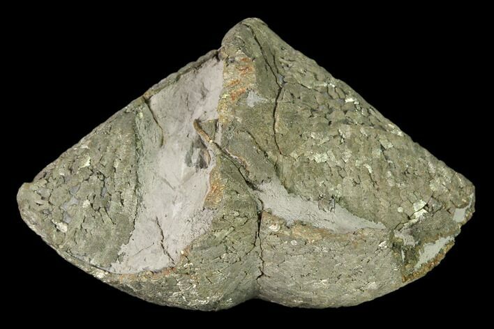 Pyrite Replaced Brachiopod (Paraspirifer) Fossil - Ohio #160097